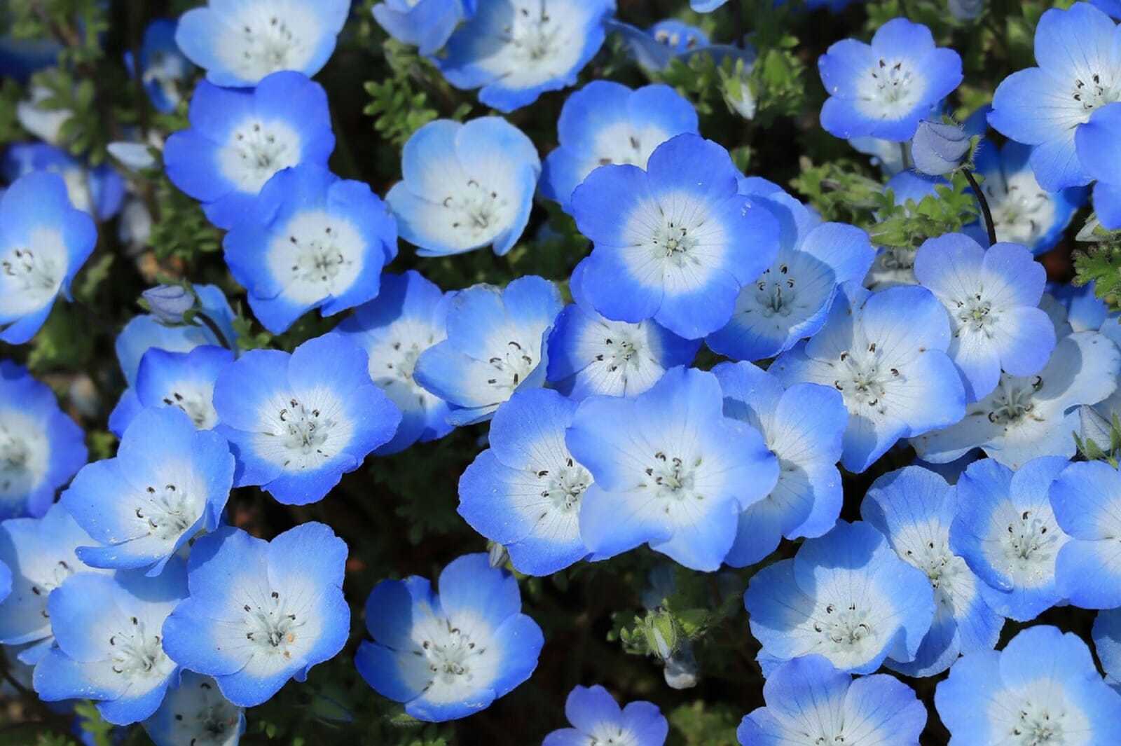 250 Seeds Baby Blue Eyes Nemophila menziesii Low Ground Cover Fresh Seeds - $4.58
