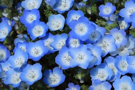 250 Seeds Baby Blue Eyes Nemophila menziesii Low Ground Cover Fresh Seeds - $6.27 CAD