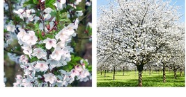 6-14&quot; Tall Live Plants, 2 Snowgoose Flowering Cherry Trees - Potted - 2.5&quot; Pot - £63.26 GBP