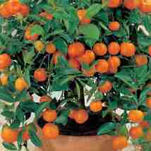 orange plant live plant your garden home and tarrace garden  2 live plant - £23.77 GBP