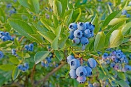 SEPTH 10 Top Hat Dwarf Blueberry Vaccinium angustifolium Starter Plant F... - $6.73