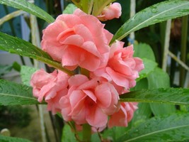 Balsam double mix heirloom flower seeds - 20 seeds - code 057 - £3.97 GBP