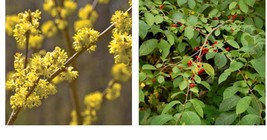 qt pot SPICE BUSH Pond Berry (Lindera melissifolia)  - £35.96 GBP