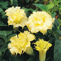 10 DBL Golden Queen Angel Trumpet Brugmansia Datura 639 Flowers Seeds - $137.74 MXN