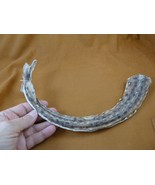 (sj441-13) 10-1/2" SPOTTED RAY tail piece Raja Montagui specimen science - $1,765.50 MXN (sj441-13) 10-1/2" SPOTTED RAY tail piece Raja Montagui specimen science - $1,765.50 MXN