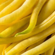 Fresh Seeds USA Seller Cherokee Yellow Wax Bush Bean 20 Seeds - $5.58