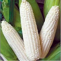 Trucker&#39;S Favorite White Corn Seeds 25 Ct Vegetable Garden Non-Gmo From US - £7.42 GBP