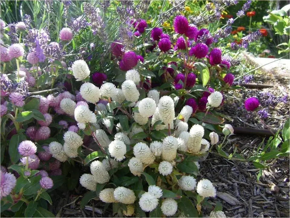 Globe Amaranth Mixed Color Flower 20 Seeds - £7.47 GBP