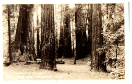 Zun-851 Cathedral Grove Muir Woods National Monument California RPPC Postcard - £8.86 GBP