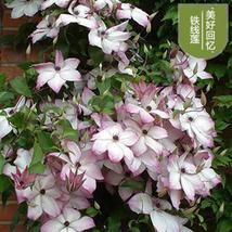 25pc CLEMATIS SEEDS USA Garden Plant Flower vine climber (Sweet Memory) - £12.74 GBP