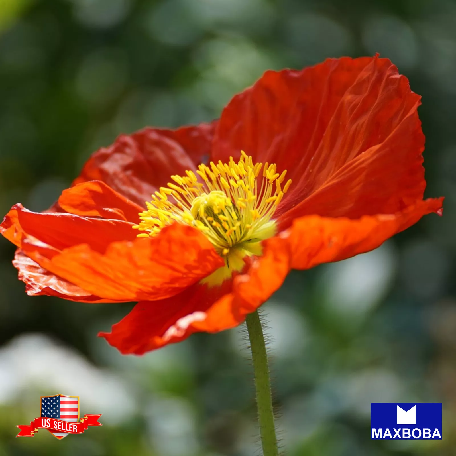 Geum Seeds Mrs. Bradshaw Non-GMO - €3,31 EUR