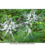 Daun Kumis Kucing - Orthosiphon aristatus Leaf (Dried and Powder) - £14.60 GBP