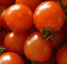 US Seller 25  Fresh Heirloom Small Red Cherry Tomato Seeds - £6.04 GBP