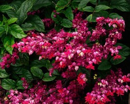 Clerodendrum Delectum-JAVA RED-Bleeding Heart Rooted Starter Plant-Red &amp; Purple - £38.26 GBP