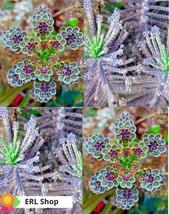 Mother Of Millions (Kalanchoe tubiflora) drought tolerant plant seed 25 Seeds - $15.55