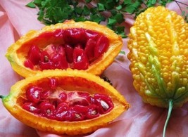 Momordica charantia (balsam apple,bitter melon), 20 seeds cost is 5 USD,... - $27.00