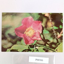 Wild Rose Flower Alaska Vintage 1960s Postcard Dexter Dedman&#39;s Photo Shop - $6.88