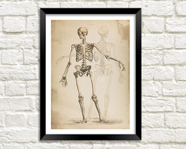 Esqueleto Estampado: Vintage Anatomía Ilustración Obra de Arte - £5.77 GBP+