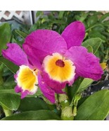 Dendrobium Nobile Bridal Red &#39;Lady Luck&#39; Orchid potted, established, not... - €25,83 EUR
