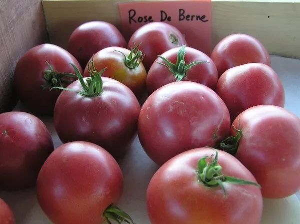 50 Seeds Rose De Berne Tomato Tomatoe Vegetable Garden Edible Canning - $9.63