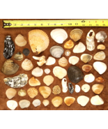 50 Natural Sea Shells Mixed LOT Outer Banks Scallop Cockle Craft Jewelry... - £7.41 GBP