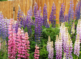 150 Russell Lupine Flower Seeds Lupinus Polyphyllus Perennial Fresh Garden - £11.22 GBP