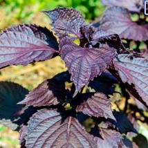 300 Perilla Seeds Perilla Frutescens Crispa Red Shiso Beefsteak Garden Annual He - $11.95