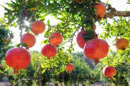 Pomegranate - &#39;Wonderful&#39; - Punica granatum Plant | Live Plant 6-10 Inch Tall - £18.37 GBP