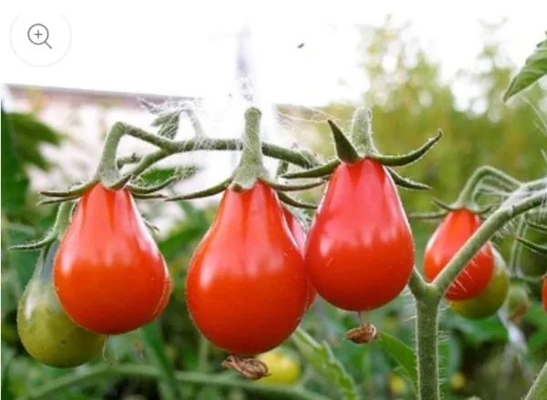Fresh 100 Red Pear Tomato Seeds Non-Gmo Heirloom Flavorful - £8.16 GBP