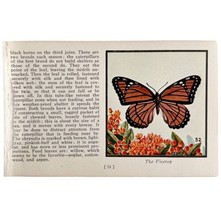 The Viceroy Butterfly 1934 Butterflies Of America Antique Insect Art PCB... - £15.61 GBP