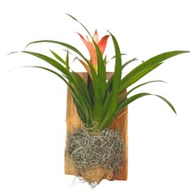 Bromeliad Plaque, Flowering Plant on Cedar Wood Sculpture, Mounted with Moss - £25.98 GBP