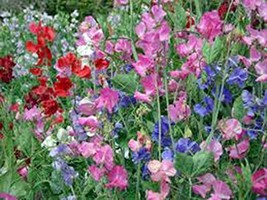 Sweet Pea, 25+ Seeds Newly Harvested, Great Cut Flower - £1.18 GBP