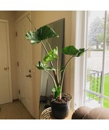 Alocasia Stingray 2 Pot 2 Plants Fresh Garden - $59.40