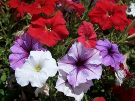 250 Mixed Colors Petunia Red Pink White Purple Flower Seeds Fresh Seeds Gardenin - £12.30 GBP