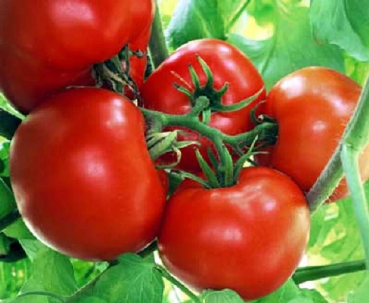 50 Seeds Old Brooks Tomato Tomatoe Vegetable Garden Edible - $5.18