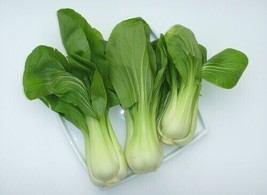 1000+Organic Canto Pak Choi, Chinese Cabbage Bok Choy Seeds |Cải Bẹ Trắng, 2023 - £2.94 GBP