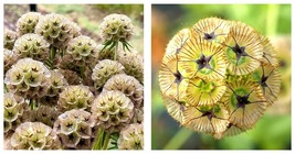 400 Seeds Scabiosa stellata Seeds Home and Gardening - £20.39 GBP