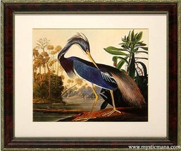 Louisiana Heron Audubon Birds of America Framed Display - £58.52 GBP