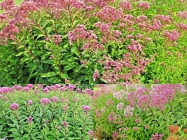 201+JOE PYE WEED Native Wildflower Seeds Vanilla Summer Flower Garden He... - $13.00