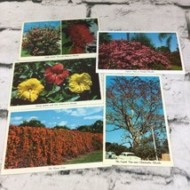 Florida Flowers Hibiscus Flame Vine Bottle Brush Tree VTG Floral Postcard Lot 5 - £5.90 GBP