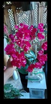 Bougainvillea &#39;Raspberry Ice&#39; plant Cutting- Raspberry Ice Bougainvillea... - $346.34 MXN