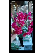 Bougainvillea &#39;Raspberry Ice&#39; plant Cutting- Raspberry Ice Bougainvillea... - $342.52 MXN