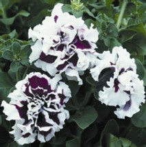 Double Purple White Petunia 200 Pure Seeds Flowers Garden Planting Perennial - £9.21 GBP