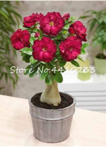 10Seeds True White Desert Rose Bonsai Ornamental Plant Balcony Bonsai Po... - £9.00 GBP