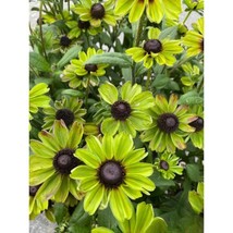 200+ Enchanted Forest Rudbeckia Seeds | Colorful Perennial Wildflowers - $16.50