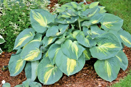 20 Dream Weaver Hosta Seeds Hosta Dream Weaver USA Shipping - $11.80