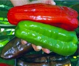 Giant Marconi Sweet Peppers Vegetables, 100 Seeds  - £9.61 GBP