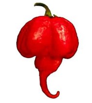 Trinidad Moruga Scorpion Pepper Seeds 10 Seeds Burning Hot Fresh Garden Usa Sell - £8.06 GBP