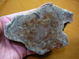 (DF711-1) 1 Lb Fossil Real Dinosaur Poop Coprolite Dino Utah Jurassic Dung Scat - £66.16 GBP