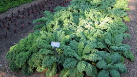 Kale Dwarf Blue Curled 100 Seeds Garden USA Seeds - £5.71 GBP